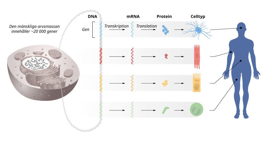 Illustration av hur flödet av genetisk information från DNA till mRNA till protein. 